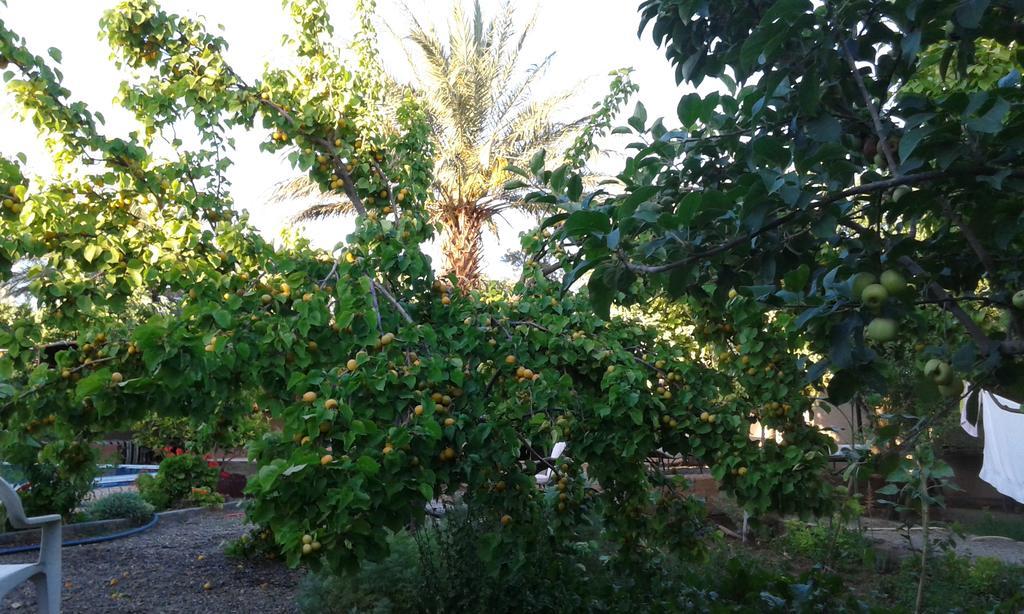 Bassatine Skoura Bed and Breakfast Buitenkant foto
